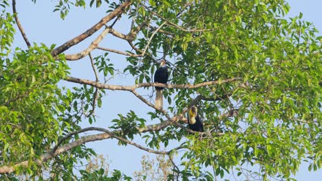 el macho de abajo salta a la izquierda y otra rama más alta mientras la hembra se relaja, coronado hornbill rhyticeros undulatus macho-hembra, tailandia