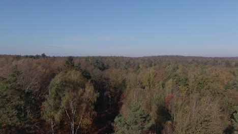 Aerial Forest Bottom to Top Rocket View Autumn