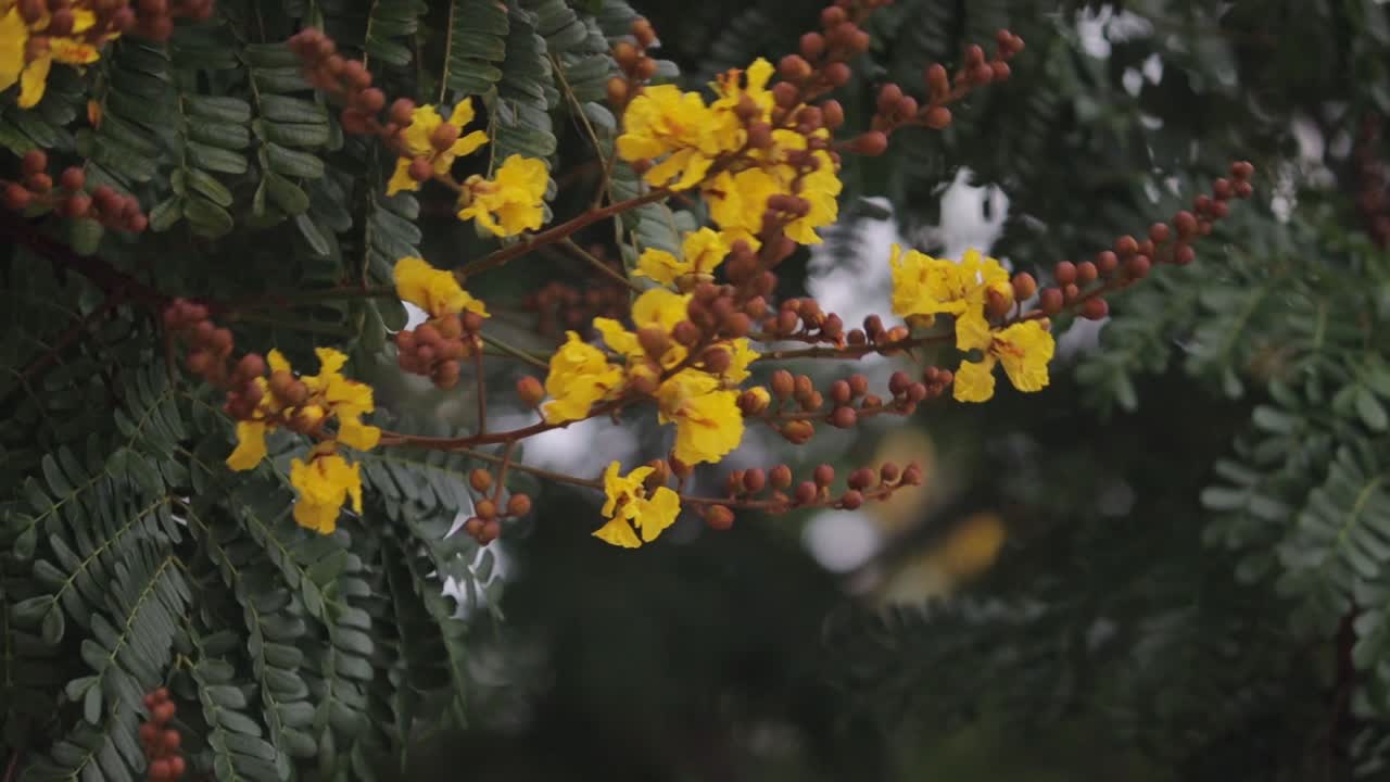 Yellow trumpet bush flowers waving in the air above the tree