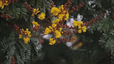 Gelbe-Trompetenbuschblumen,-Die-In-Der-Luft-über-Dem-Baum-Winken