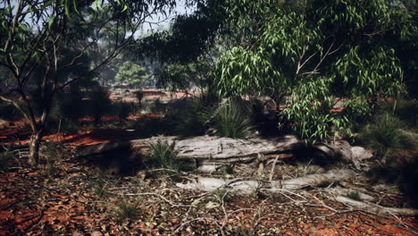 australian outback with trees and yellow sand