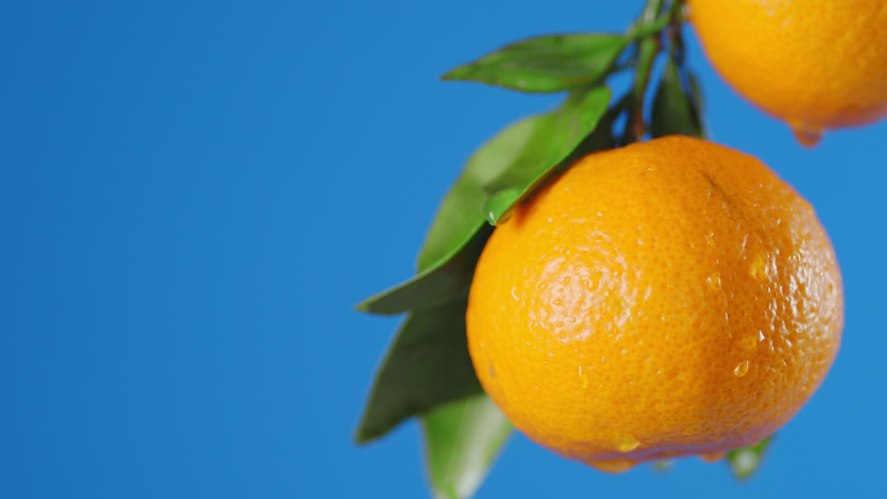 con ramas con mandarinas maduras goteando agua.