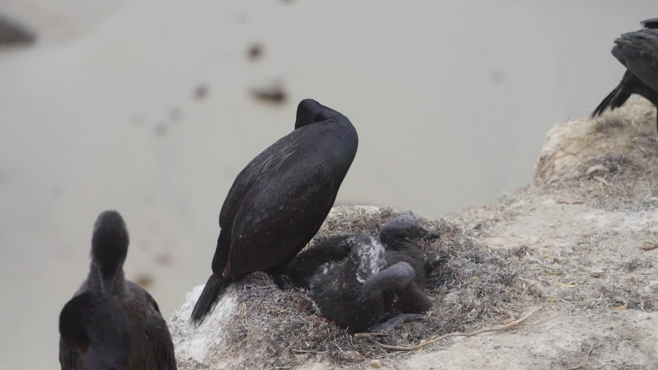 un cormorán cuida de sus polluelos anidados en un nido a la orilla del acantilado, creando un momento sereno de cuidado parental y unión contra el telón de fondo de la costa arenosa de abajo