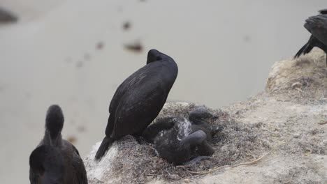 a cormorant tends to its chicks nestled in a cliffside nest, creating a serene moment of parental care and bonding against the backdrop of the sandy shore below