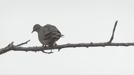 patagioenas inornata on a branch in cuba, white cloudy sky