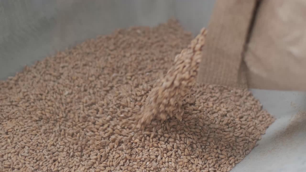 현대적 인 공예 맥주 양조장. 맥주 생산을 위한 몰트. 공예 맥주의 양조. 양조장에서의 현대적인 장비.