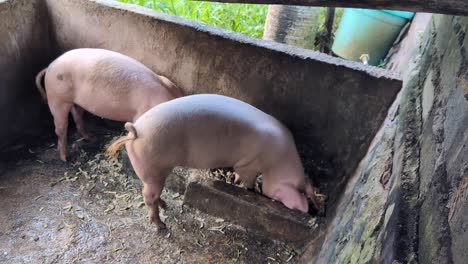 a couple of gigs eating from food trough in animal pen on rural countryside farm