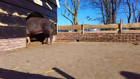 cerdo solitario caminando de regreso al cobertizo en la granja de animales