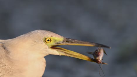 pond heron fishing - closeup in morning