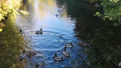 Patos-Sentados-Tranquilamente-En-Un-Lago-En-El-Reino-Unido