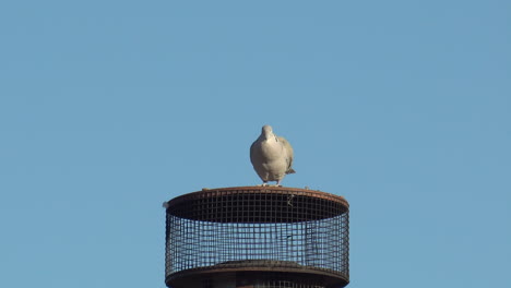 paloma blanca encaramada en lo alto con fondo de cielo azul claro