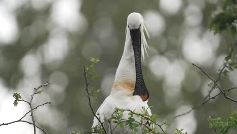 peculiar eurasian spoonbill grooming itself