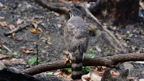 the crested goshawk is one of the most common birds of prey in asia and belonging to the same family of eagles, harriers