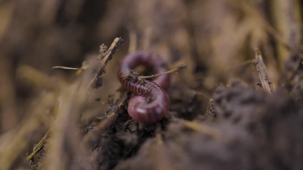Minhocas cavando na terra. Minhocário e minhocas de vermicultura regenerando o solo. Mudanças climáticas. Solo orgânico