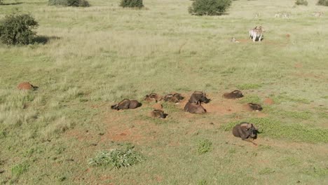 Drone-aerial,-Wildebeest-herd-laying-in-the-wild-hot-summers-day