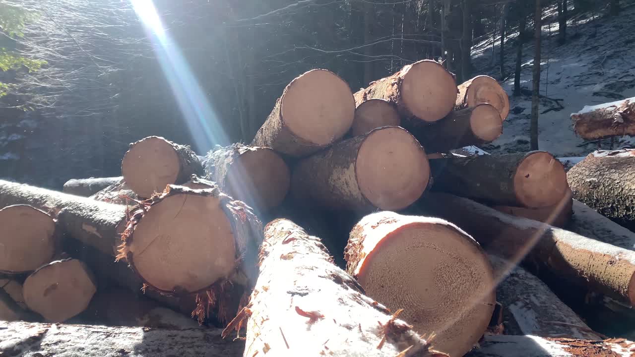 숲에 통나무 줄기 더미