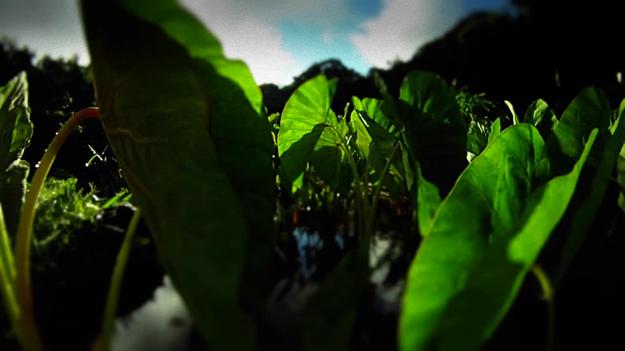 pov 샷 녹색 식물과 잎을 통해 패닝 1