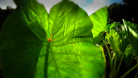 tiro pov panorámica a través de plantas verdes y hojas 1
