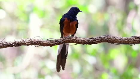 White-rumped-Shama-Perched-on-a-Vine-with-Forest-Bokeh-Background,-Copsychus-malabaricus,-original-speed