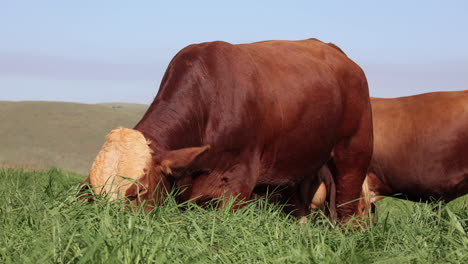 Low-angle-Brown-Farm-Bull-Simbra-eating-green-grass-in-summer,-Medium-shot