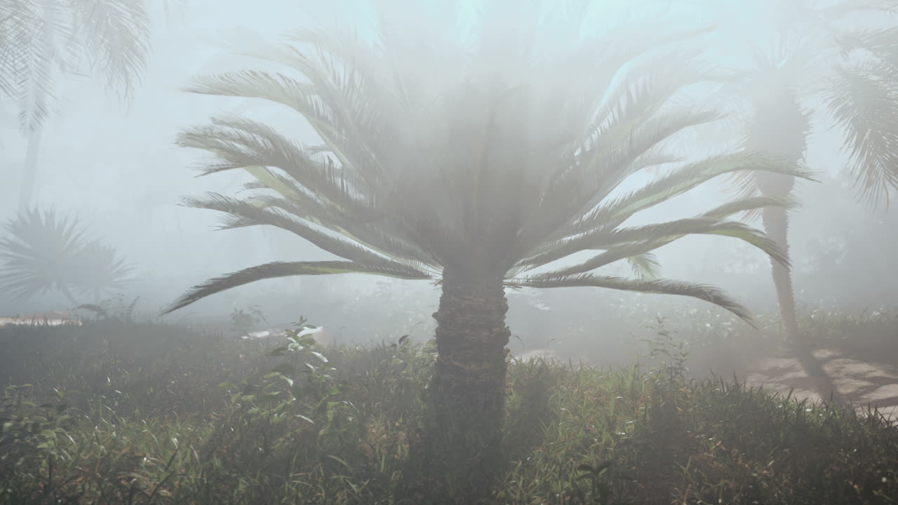 jungla de niebla con palmeras