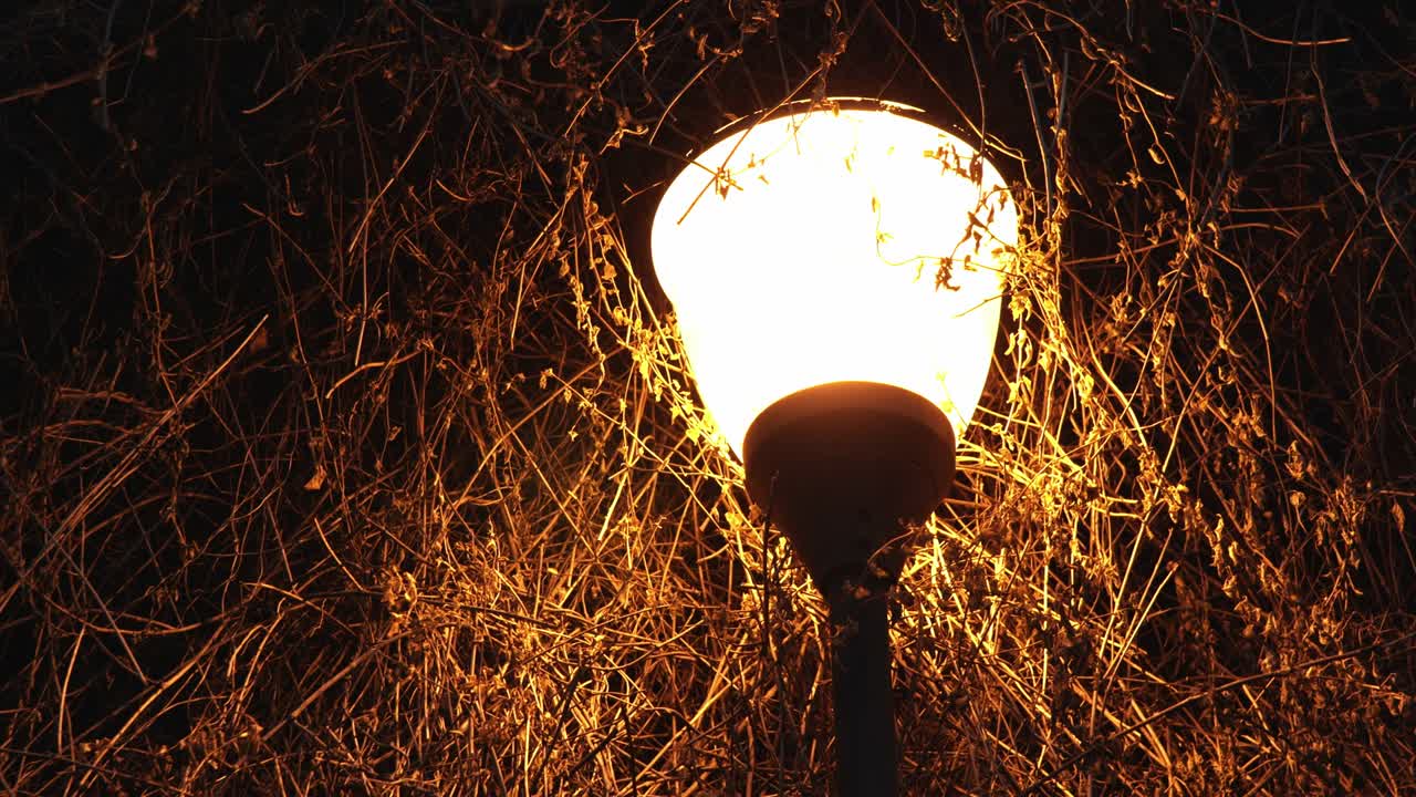 desenfocado en el enfoque de una hermosa lámpara de calle con una luz naranja brillante en el fondo de las ramas de un arbusto iluminando el callejón en el parque de la ciudad en el invierno a última hora de la noche