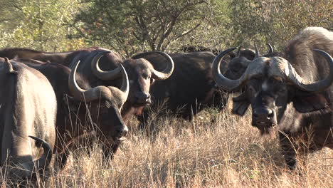 una manada de búfalos africanos pastan juntos comiendo la hierba alta de las llanuras.