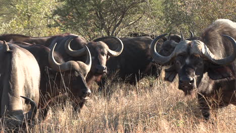 pack of african buffalo graze together munch on tall grass from plains