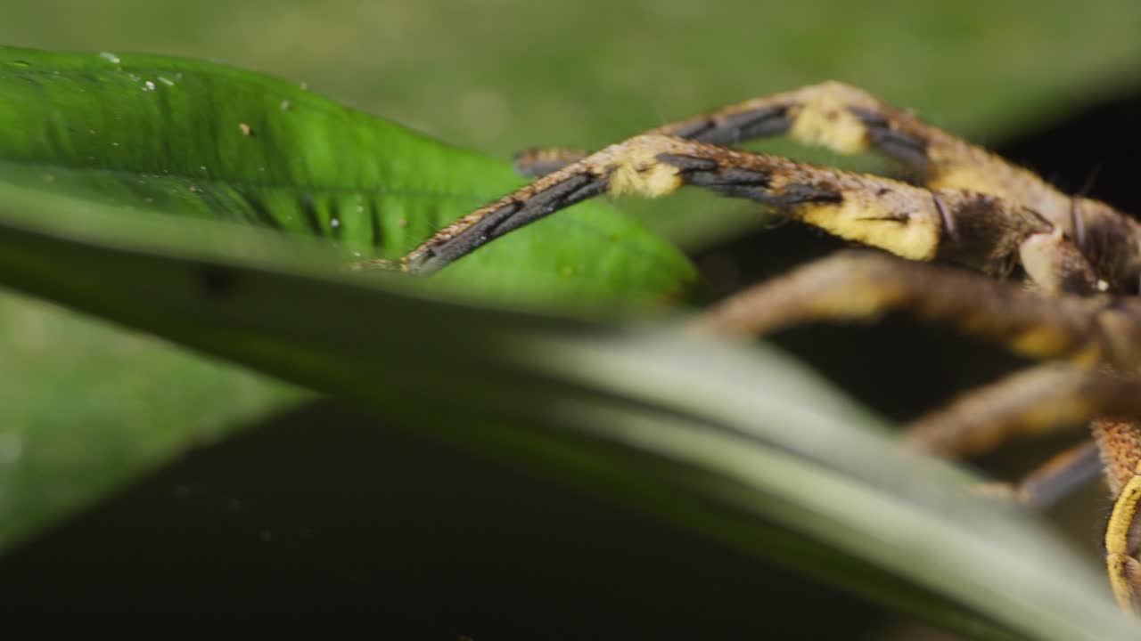 un primerísimo plano de la araña errante en la hoja de la selva, reserva nacional de tambopata