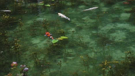 Koi-Nadando-En-Cámara-Lenta-A-Través-Del-Agua-Cristalina-Del-Estanque-Sin-Nombre-En-Gifu