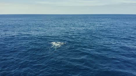 humpback whale calf playfully slaps flippers in open ocean, revillagigedo