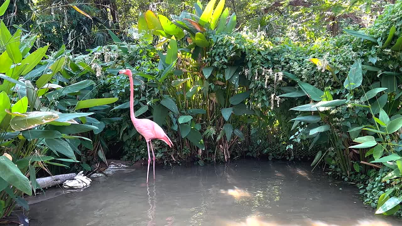 푸른 열대 환경 에서 바다 를 헤엄치는 플라밍고
