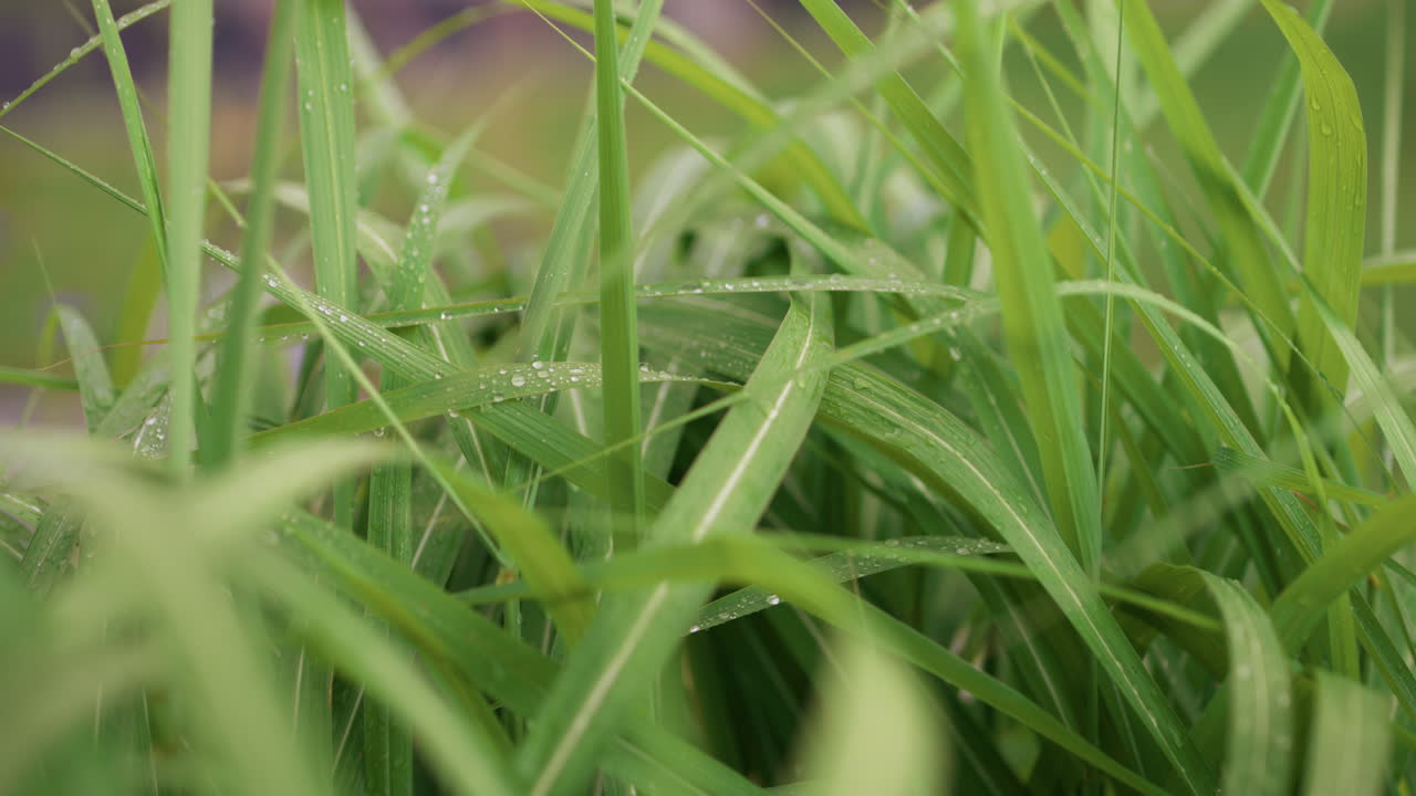 Close-up of green grass with water droplets