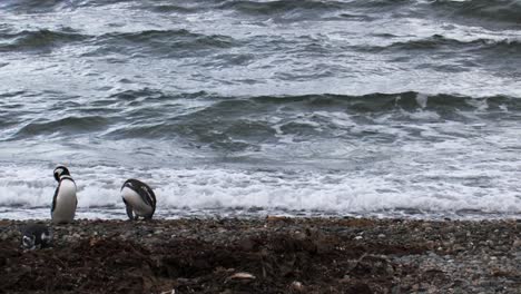 magellanic penguins jump out of sea waves while other are standing outside in patagonia, chile