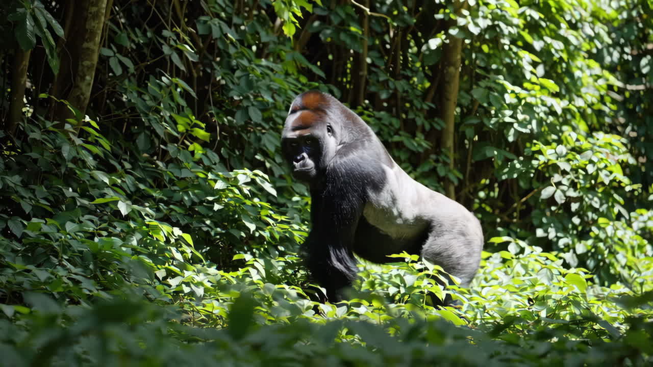 Primo piano di un gorilla silverback in una giungla verde lussureggiante