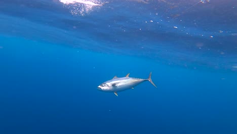 underwater view of a fish getting gaffed