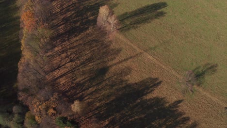 Sombra-De-La-Central-Eólica-En-La-Pradera-Junto-Al-Bosque