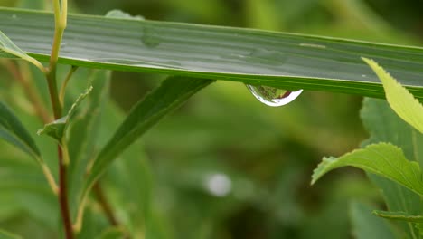 the black ant crawling in the leaves of the plants during daytime - close up shot