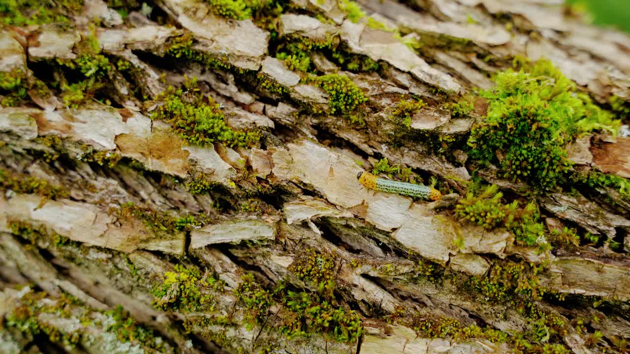 gusano de oruga caminando a través del marco en una corteza de árbol cubierta de musgo verde