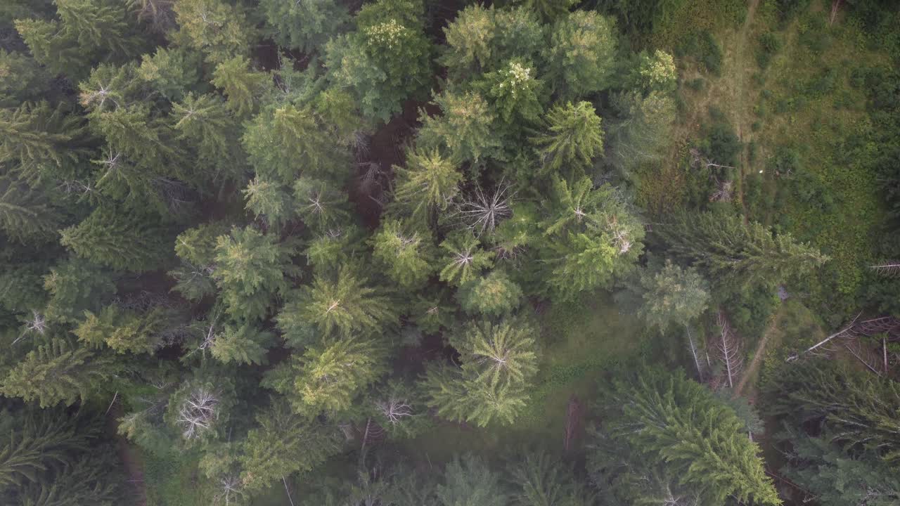 vista aérea del bosque siempreverde bajo una ligera nevada