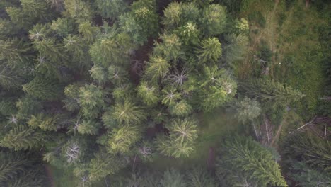 Luftaufnahme-Des-Immergrünen-Waldes-Bei-Leichtem-Schneefall