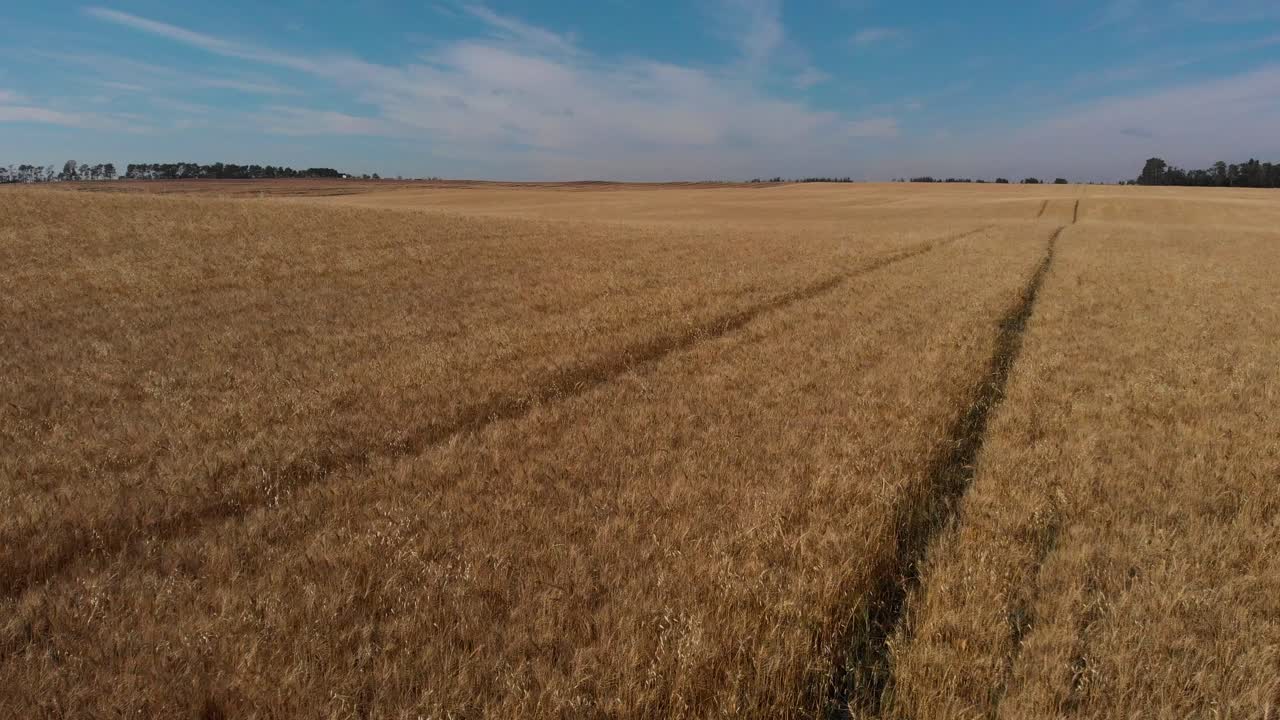 Aerial fly over of golden crop stubble at sunrise
