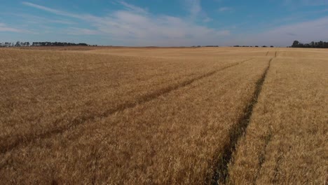 Aerial-fly-over-of-golden-crop-stubble-at-sunrise