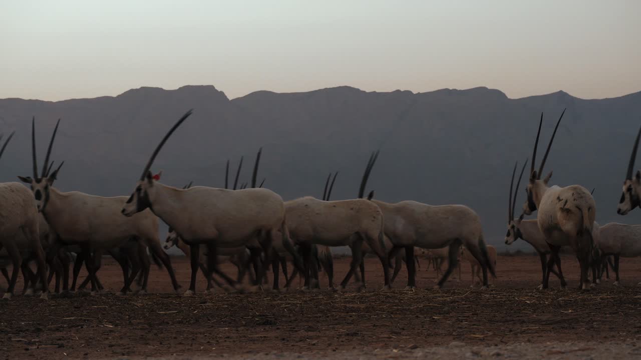 imágenes de mano de una manada de oryx blanco caminando por el desierto seco