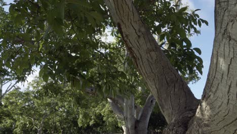 Dolly-shot-of-a-grove-of-walnut-trees-in-the-rich-farm-land-and-orchard-country-of-the-Lompoc-Valley-California-2