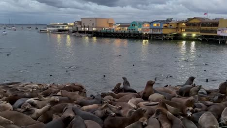 Leones-Marinos-De-California-Entreteniendo-A-Los-Turistas-A-Lo-Largo-Del-Antiguo-Muelle-De-Pescadores-En-La-Fila-De-Conservas-De-La-Bahía-De-Monterey