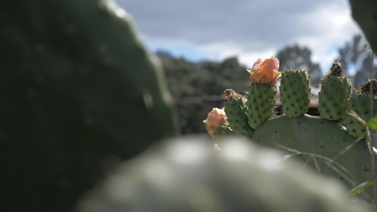 un suave movimiento de panorámica muestra una planta de pera espinosa mostrando sus frutos maduros, listos para la cosecha, capturando la belleza natural de la naturaleza