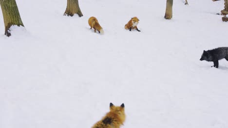 Zorros-Juntos-En-La-Nieve-En-Un-Frío-Día-De-Invierno