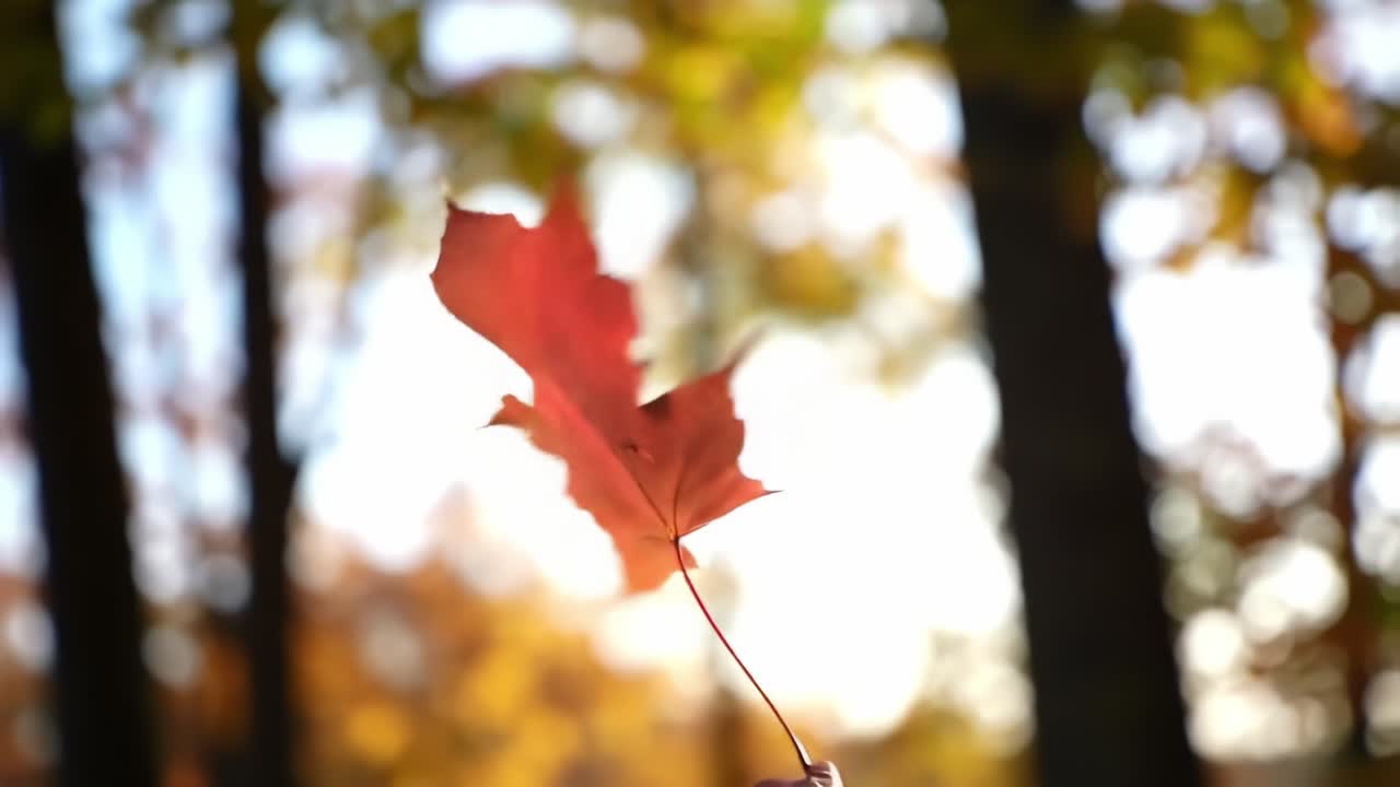 A Glorious Display of Autumn's Beauty: Close-Up of a Vibrant Red Leaf Caught in the Soft Glare of Golden Hour in an Enchanting Forest Setting