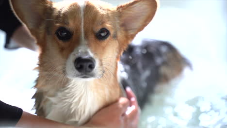 Corgi-Disfrutando-De-Un-Baño-En-La-Tina